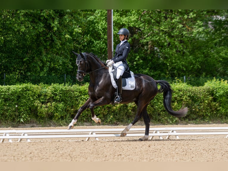 Oldenburger Stute 3 Jahre 154 cm Rappe in Neupotz