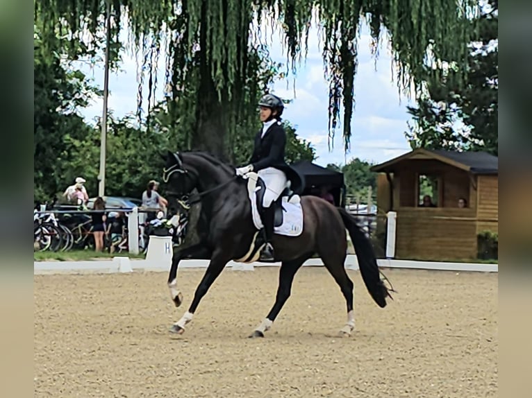 Oldenburger Stute 3 Jahre 154 cm Rappe in Neupotz