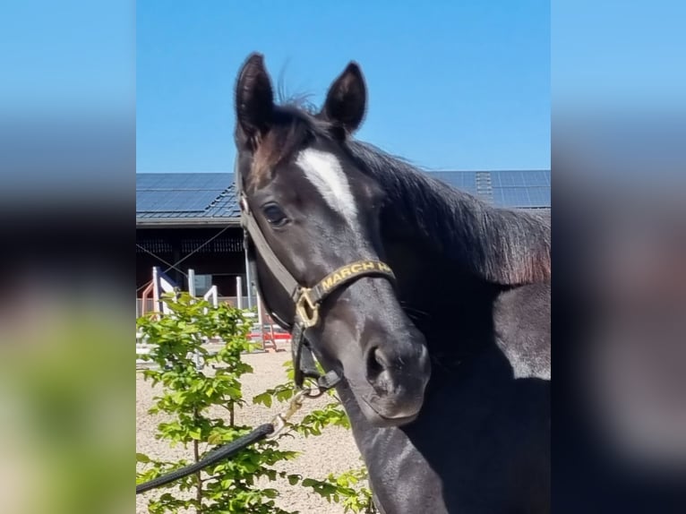 Oldenburger Stute 3 Jahre 154 cm Rappe in Neupotz