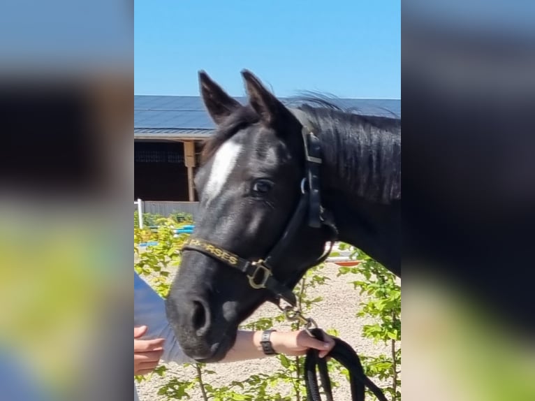 Oldenburger Stute 3 Jahre 154 cm Rappe in Neupotz
