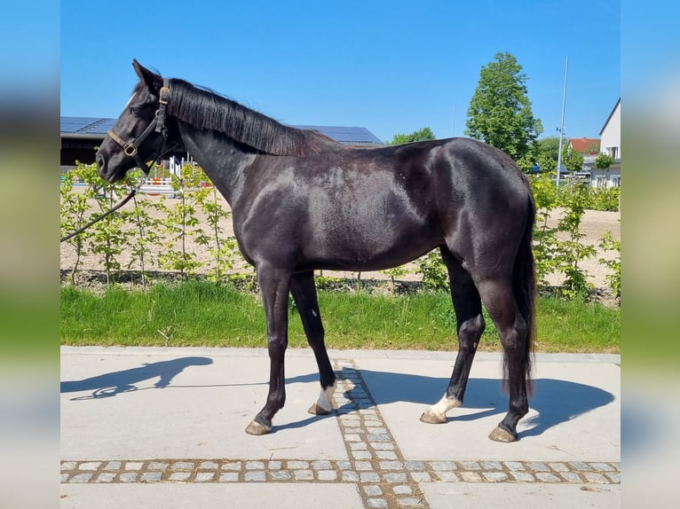 Oldenburger Stute 3 Jahre 154 cm Rappe in Neupotz