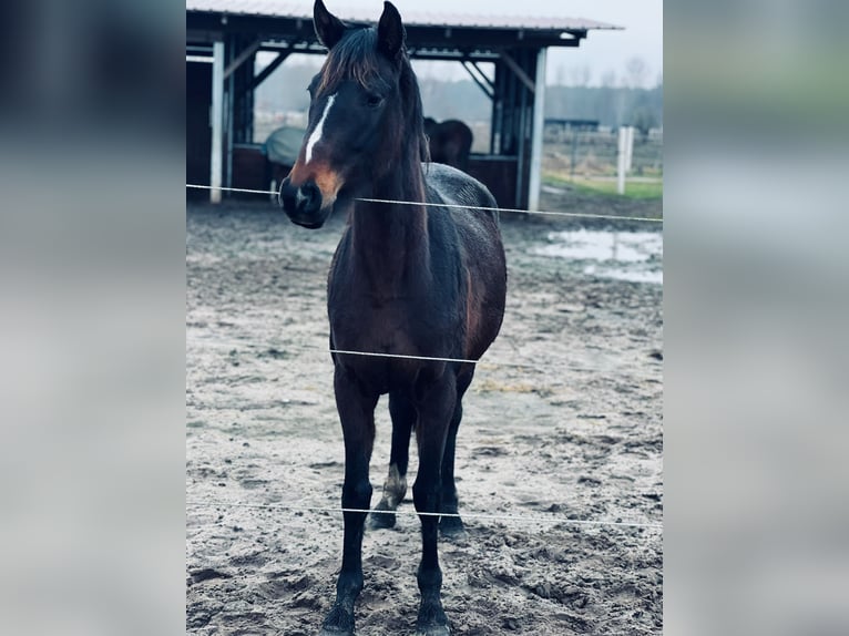 Oldenburger Stute 3 Jahre 155 cm Dunkelbrauner in Sch&#xF6;nwalde
