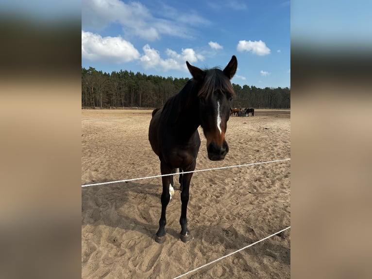Oldenburger Stute 3 Jahre 155 cm Dunkelbrauner in Sch&#xF6;nwalde