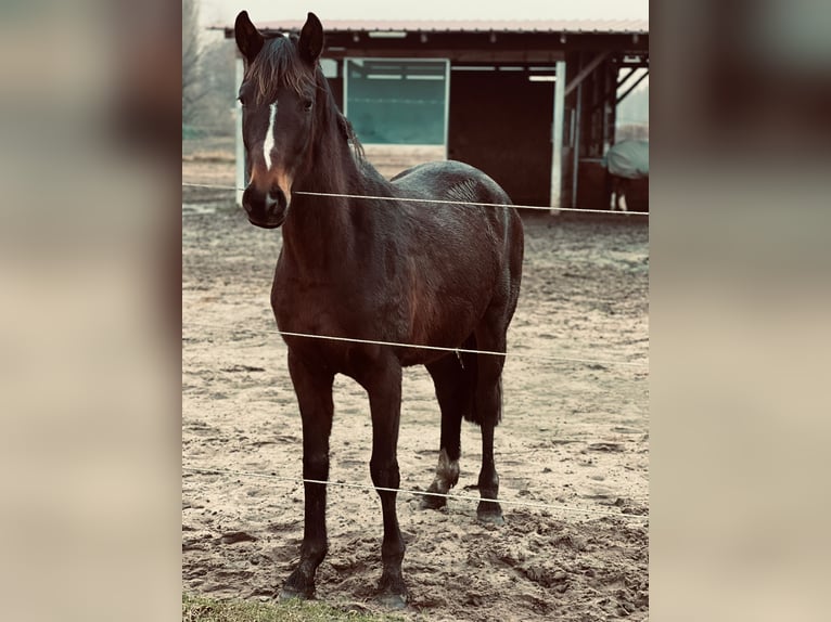 Oldenburger Stute 3 Jahre 155 cm Dunkelbrauner in Sch&#xF6;nwalde