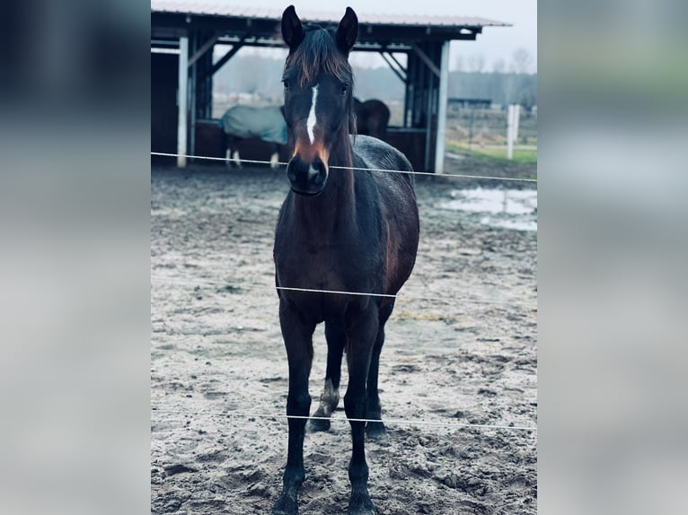 Oldenburger Stute 3 Jahre 155 cm Dunkelbrauner in Sch&#xF6;nwalde