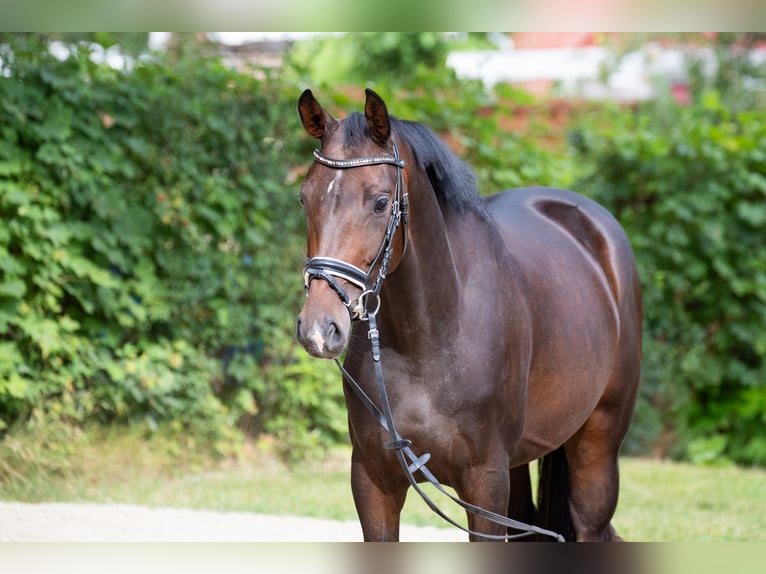Oldenburger Stute 3 Jahre 155 cm Dunkelbrauner in Geestland