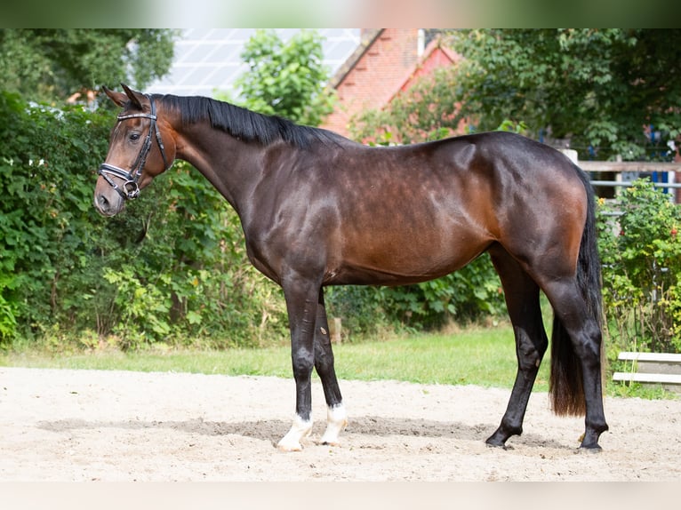 Oldenburger Stute 3 Jahre 155 cm Dunkelbrauner in Geestland