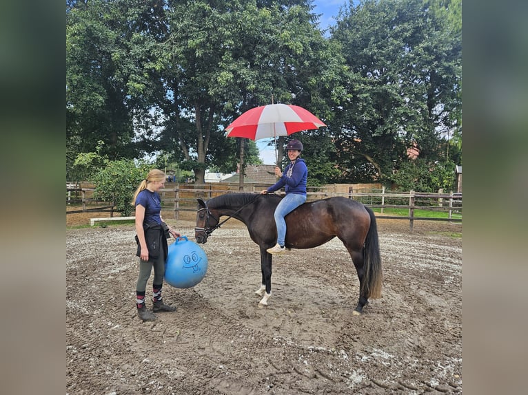Oldenburger Stute 3 Jahre 155 cm Dunkelbrauner in Geestland