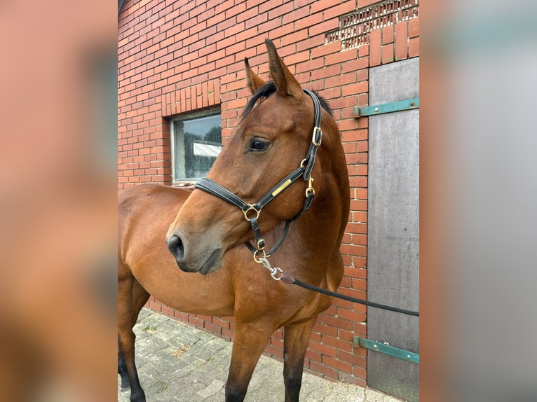 Oldenburger Stute 3 Jahre 160 cm Brauner in Ganderkesee