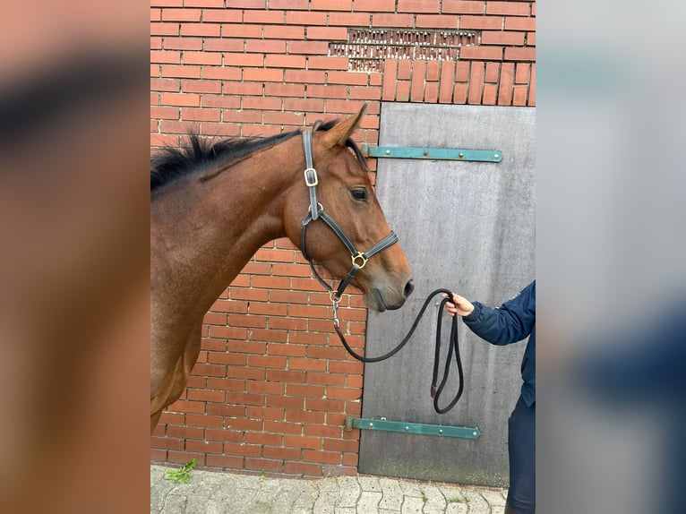 Oldenburger Stute 3 Jahre 160 cm Brauner in Ganderkesee