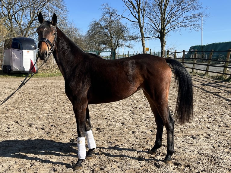 Oldenburger Stute 3 Jahre 160 cm Dunkelbrauner in Hiddenhausen