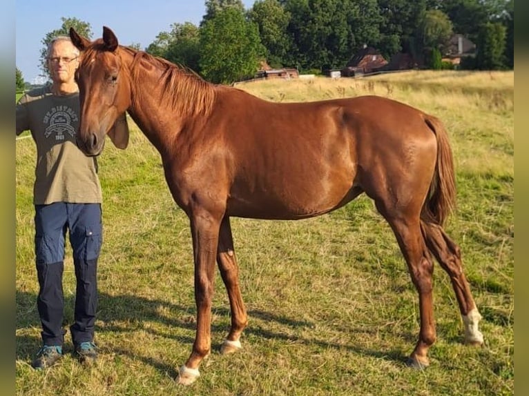 Oldenburger Stute 3 Jahre 160 cm Fuchs in Itzehoe