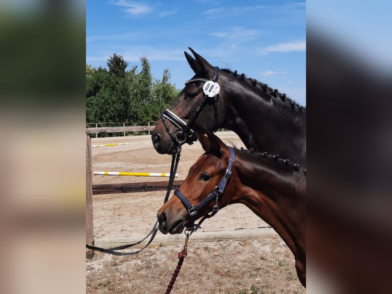 Oldenburger Stute 3 Jahre 161 cm Brauner in Leipzig