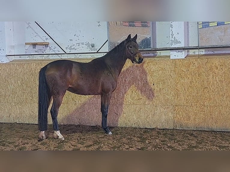 Oldenburger Stute 3 Jahre 161 cm Brauner in Leipzig