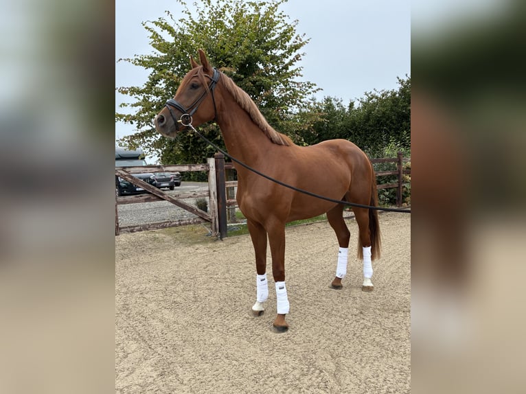 Oldenburger Stute 3 Jahre 162 cm Dunkelfuchs in Blunk