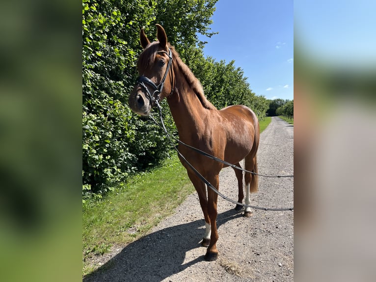 Oldenburger Stute 3 Jahre 162 cm Dunkelfuchs in Blunk