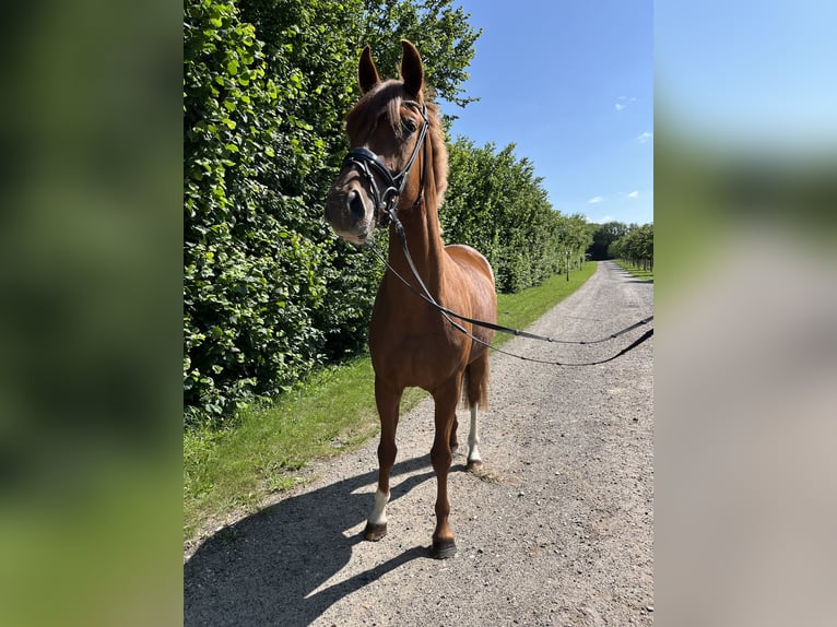 Oldenburger Stute 3 Jahre 162 cm Dunkelfuchs in Blunk