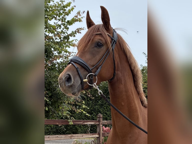 Oldenburger Stute 3 Jahre 162 cm Dunkelfuchs in Blunk