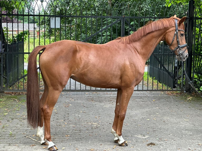 Oldenburger Stute 3 Jahre 162 cm Fuchs in Heiligenstedten