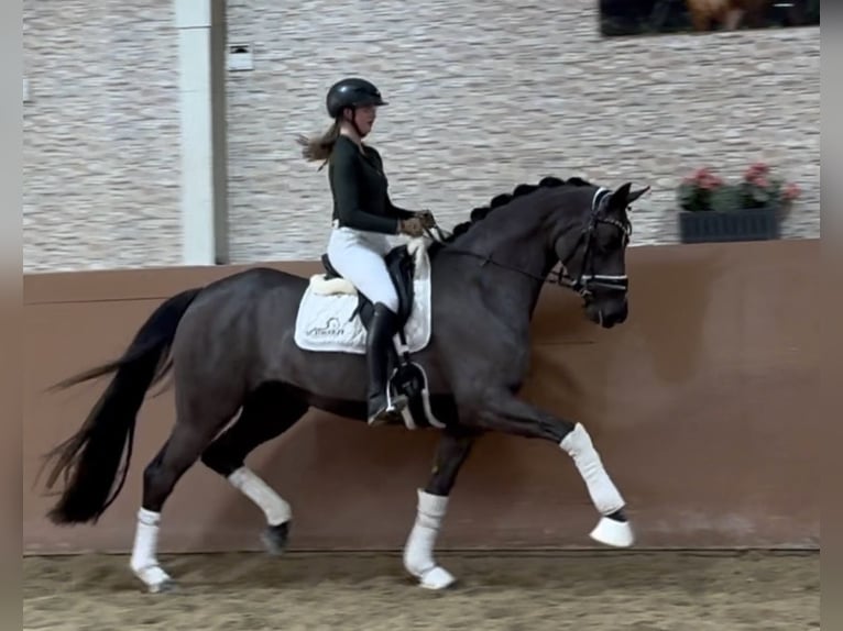Oldenburger Stute 3 Jahre 162 cm Schwarzbrauner in Wehringen