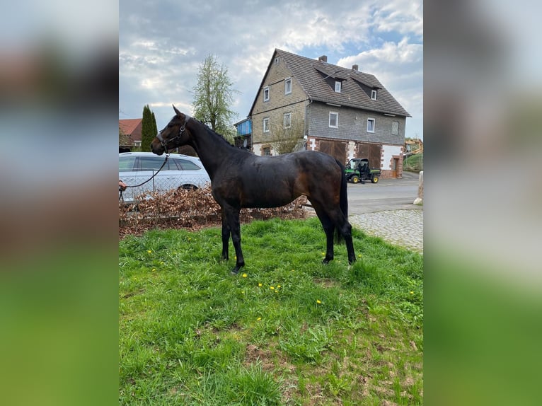 Oldenburger Stute 3 Jahre 163 cm Brauner in Wohratal