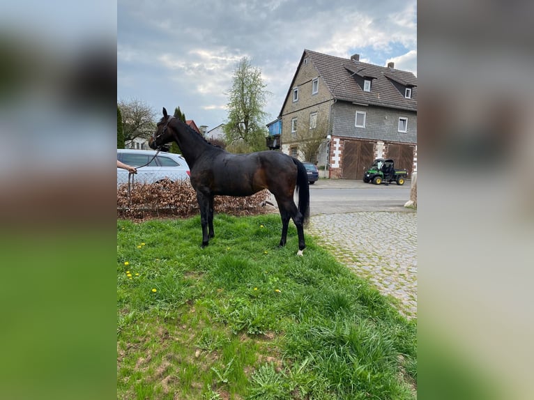 Oldenburger Stute 3 Jahre 163 cm Brauner in Wohratal