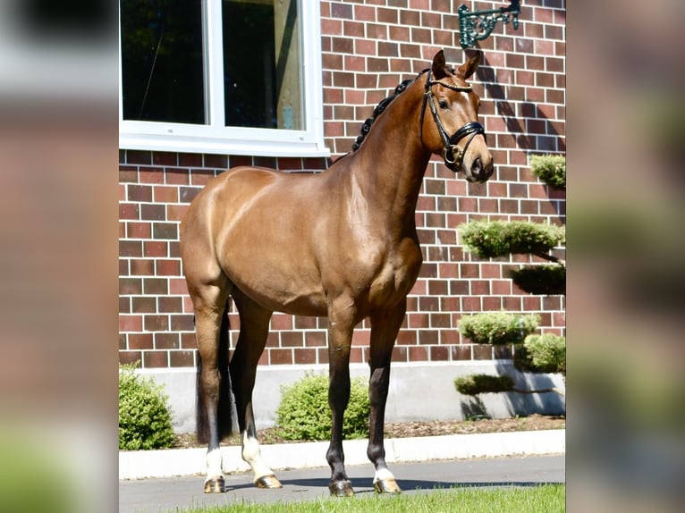 Oldenburger Stute 3 Jahre 163 cm Brauner in Berne