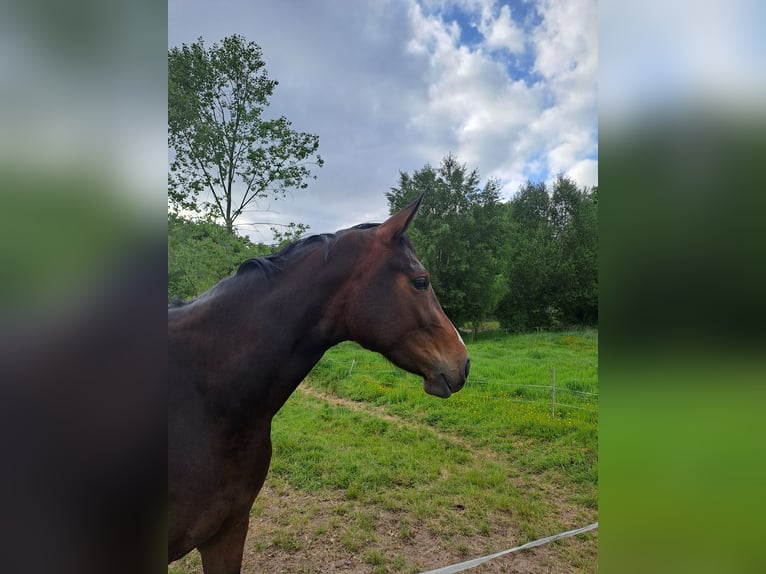 Oldenburger Stute 3 Jahre 163 cm Brauner in Varel