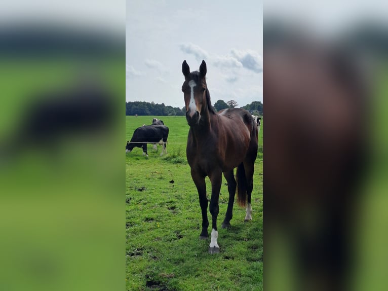 Oldenburger Stute 3 Jahre 163 cm Brauner in Varel