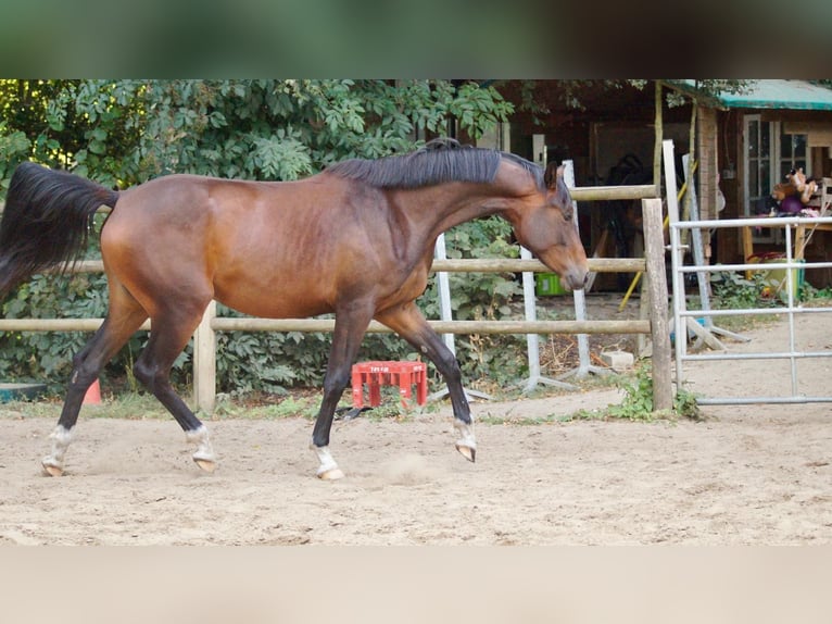 Oldenburger Stute 3 Jahre 163 cm Brauner in Worpswede