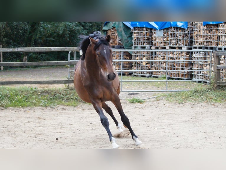 Oldenburger Stute 3 Jahre 163 cm Brauner in Worpswede
