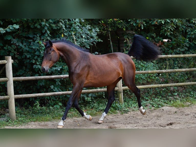 Oldenburger Stute 3 Jahre 163 cm Brauner in Worpswede