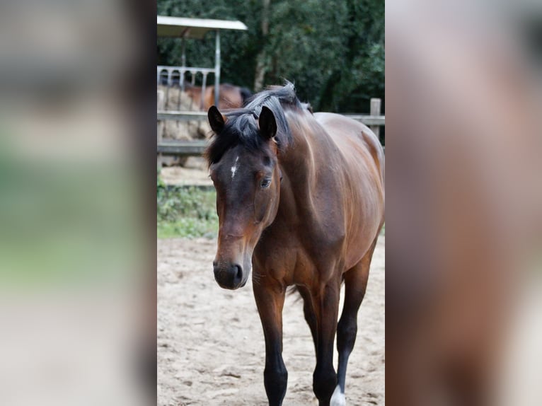 Oldenburger Stute 3 Jahre 163 cm Brauner in Worpswede