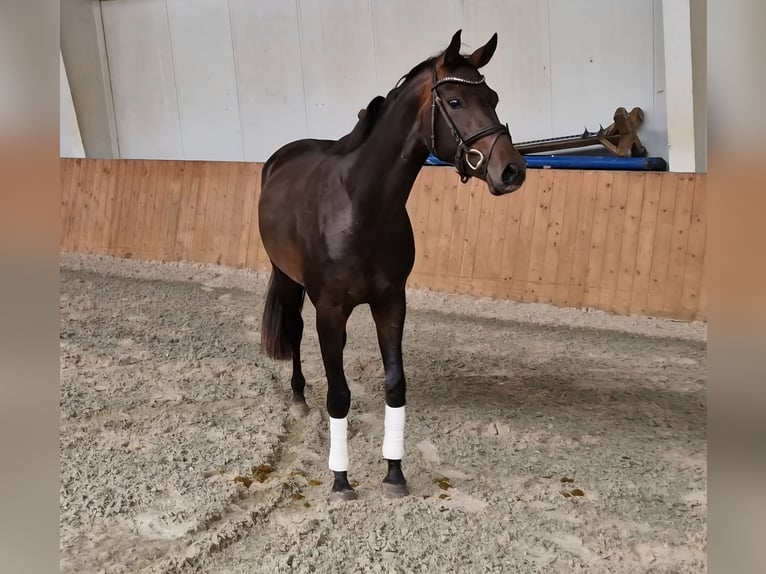 Oldenburger Stute 3 Jahre 163 cm Dunkelbrauner in Lindern (Oldenburg)