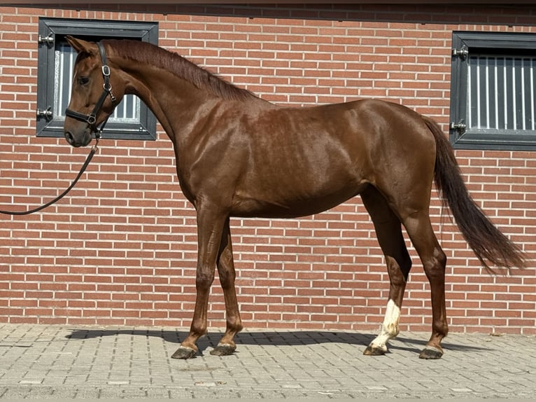 Oldenburger Stute 3 Jahre 163 cm Dunkelfuchs in Zieuwent