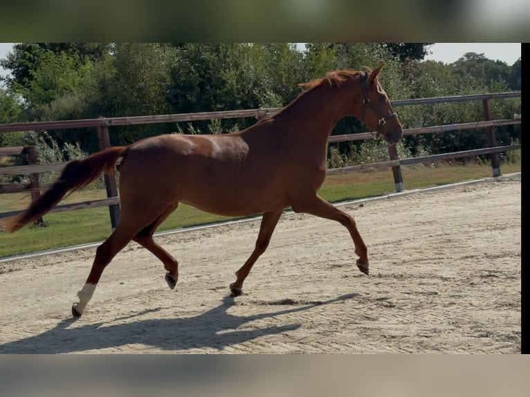 Oldenburger Stute 3 Jahre 163 cm Dunkelfuchs in Zieuwent