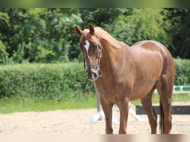 Oldenburger Stute 3 Jahre 163 cm Fuchs in Ro&#xDF;dorf
