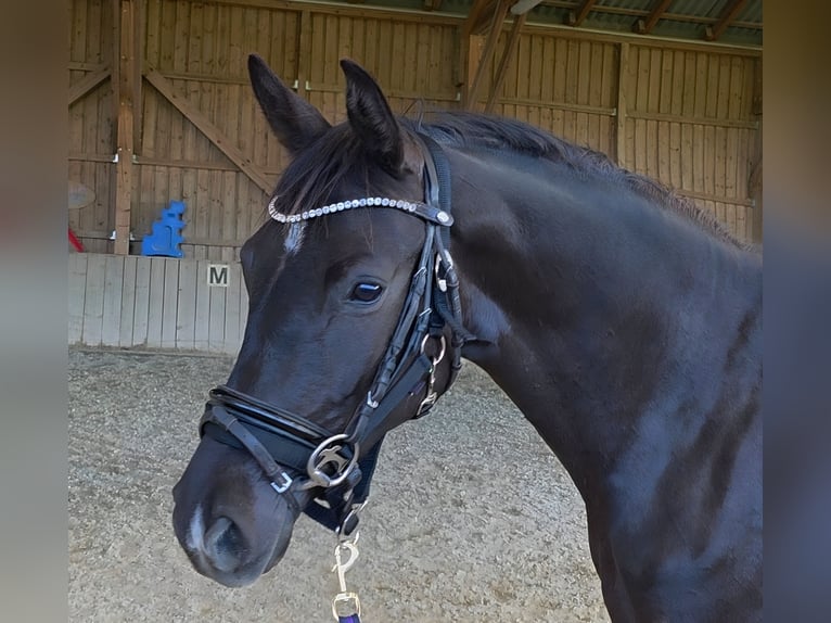 Oldenburger Stute 3 Jahre 163 cm Schwarzbrauner in Wolfsbach