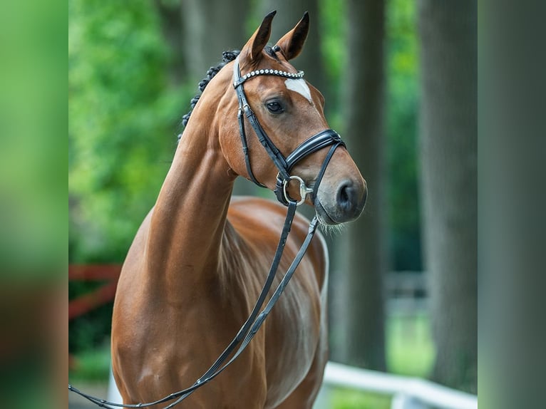 Oldenburger Stute 3 Jahre 164 cm Brauner in M&#xFC;nster-Handorf