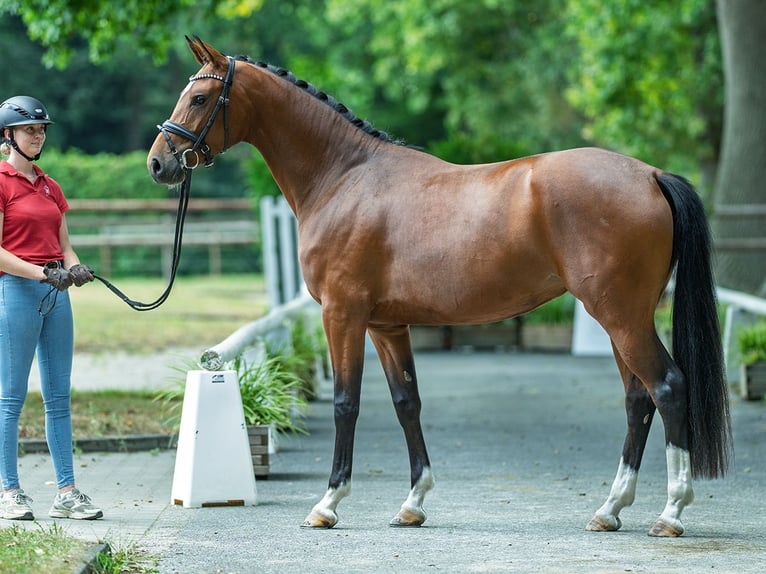 Oldenburger Stute 3 Jahre 164 cm Brauner in M&#xFC;nster-Handorf