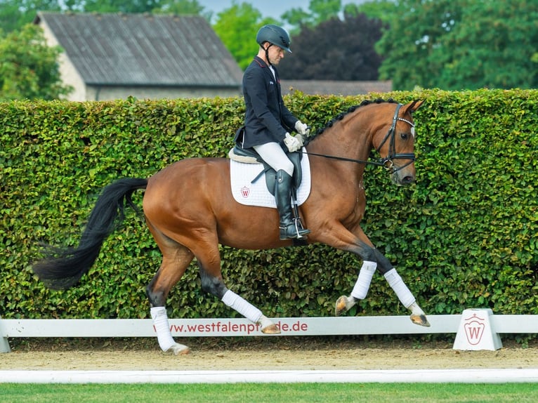 Oldenburger Stute 3 Jahre 164 cm Brauner in M&#xFC;nster-Handorf