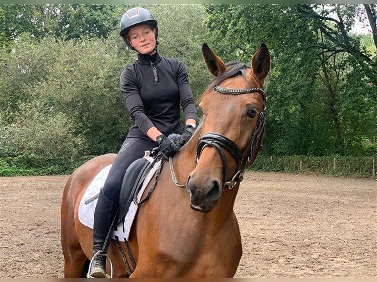 Oldenburger Stute 3 Jahre 164 cm Brauner in Verden (Aller)