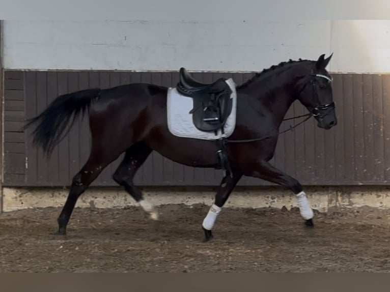 Oldenburger Stute 3 Jahre 164 cm Rappe in Bramsche