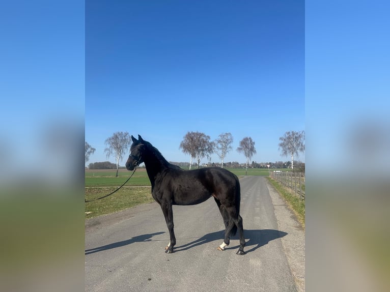 Oldenburger Stute 3 Jahre 164 cm Schwarzbrauner in Hildesheim