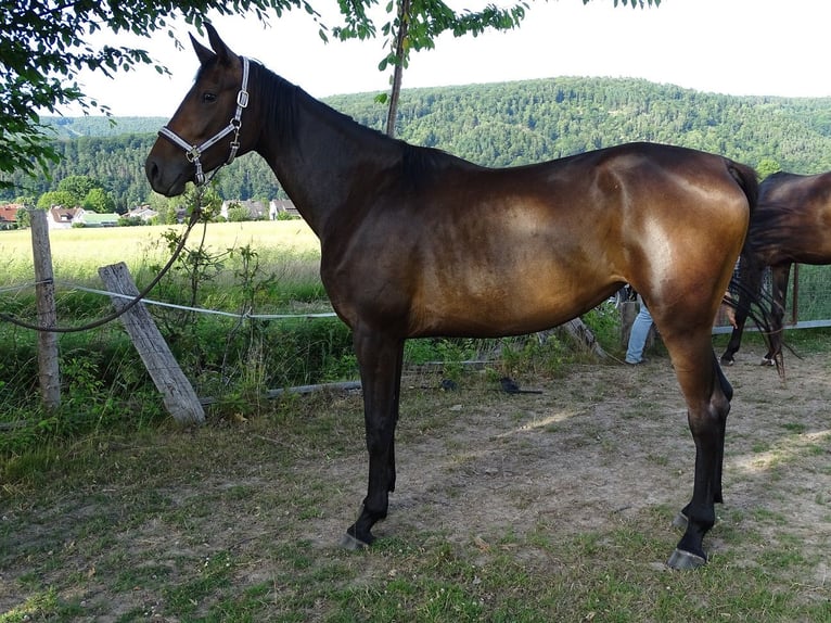 Oldenburger Stute 3 Jahre 165 cm Brauner in Fuldatal