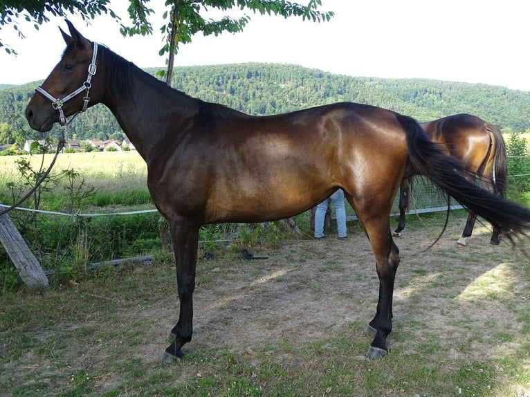 Oldenburger Stute 3 Jahre 165 cm Brauner in Fuldatal