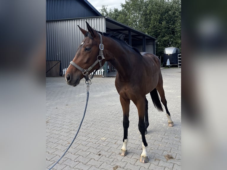 Oldenburger Stute 3 Jahre 165 cm Brauner in Melle