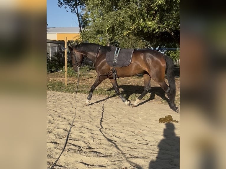 Oldenburger Stute 3 Jahre 165 cm Dunkelbrauner in Budapest
