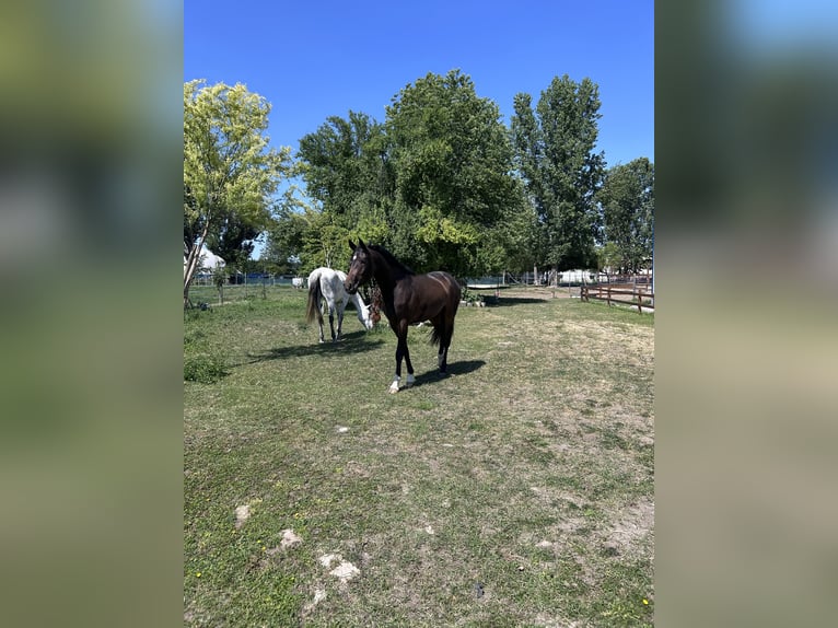 Oldenburger Stute 3 Jahre 165 cm Dunkelbrauner in Budapest