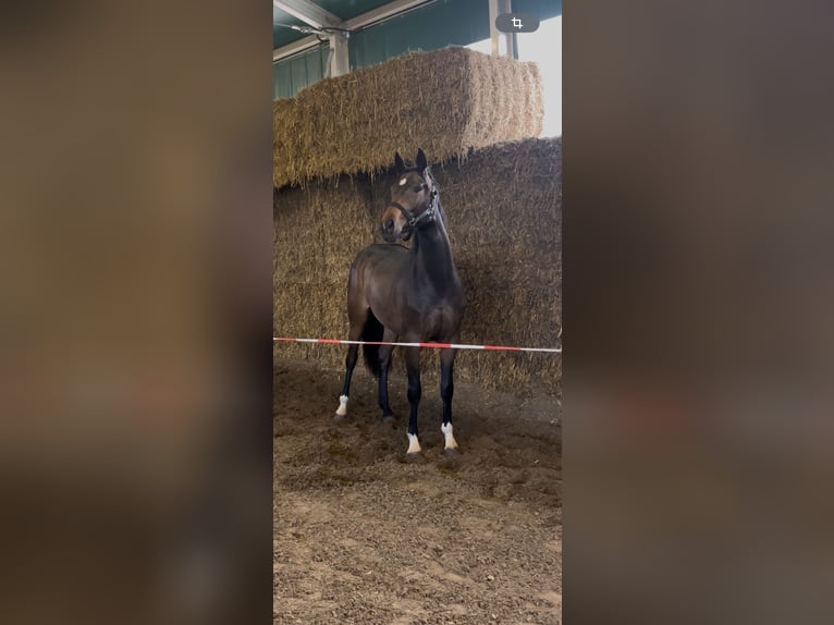 Oldenburger Stute 3 Jahre 165 cm Dunkelbrauner in Budapest